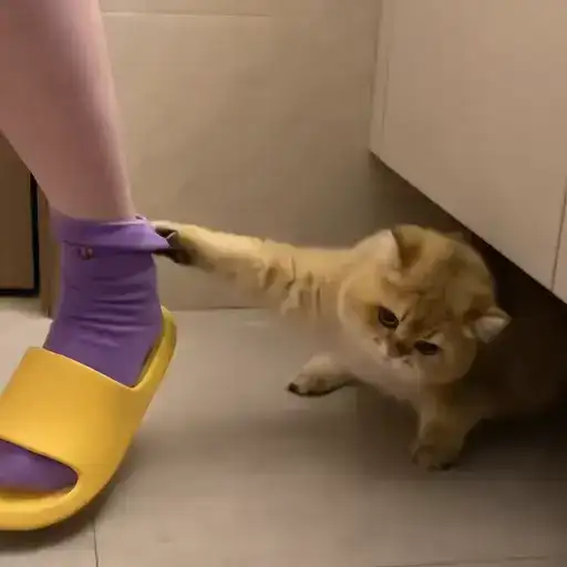 Sticker 🐈‍⬛️