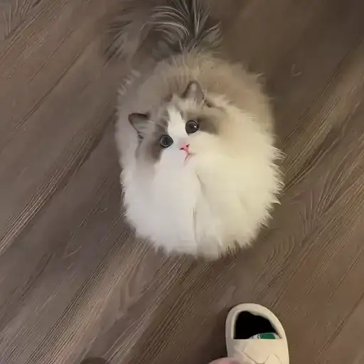 Sticker 🐈‍⬛️