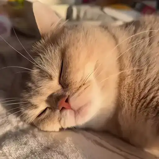 Sticker 🐈‍⬛️