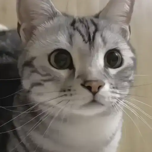 Sticker 🐈‍⬛️