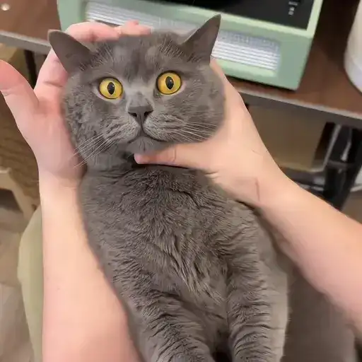 Sticker 🐈‍⬛️