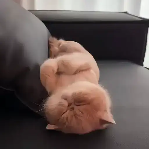 Sticker 🐈‍⬛️