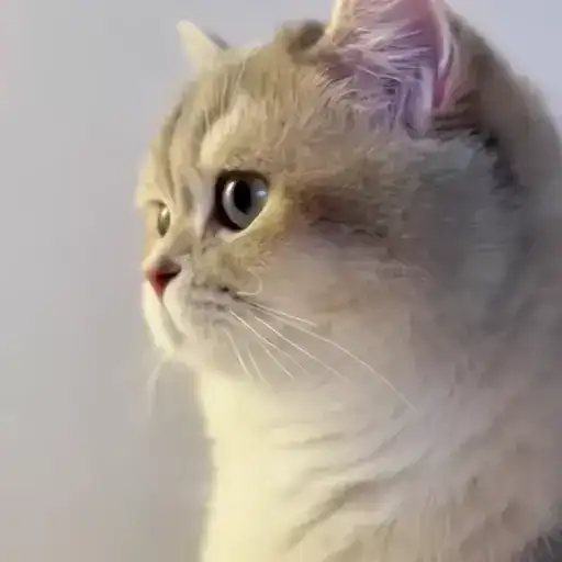 Sticker 🐈‍⬛️