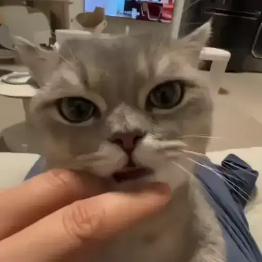 Sticker 🐈‍⬛️