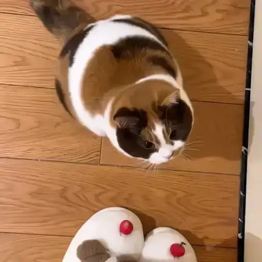 Sticker 🐈‍⬛️