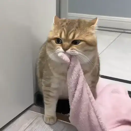 Sticker 🐈‍⬛️