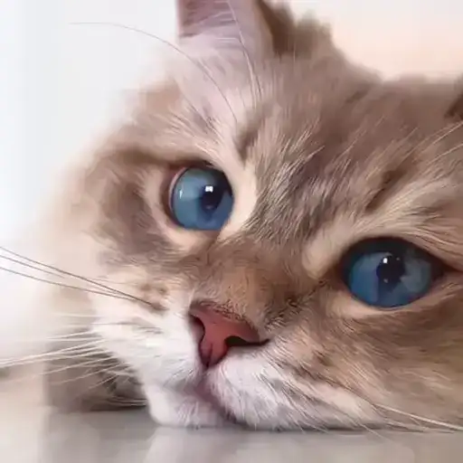 Sticker 🐈‍⬛️