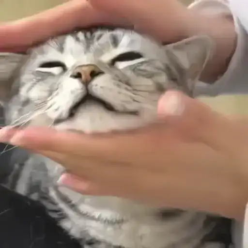 Sticker 🐈‍⬛️