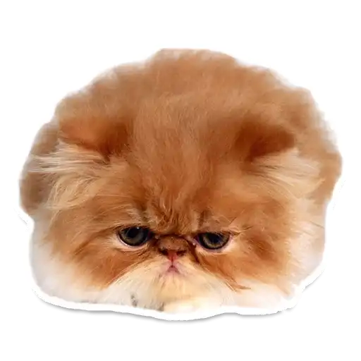 Sexy Animals preview