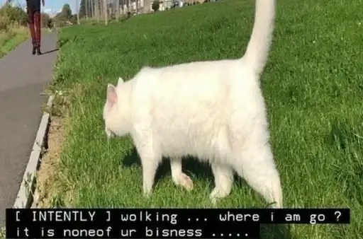 Всратые котята из пинтереста preview