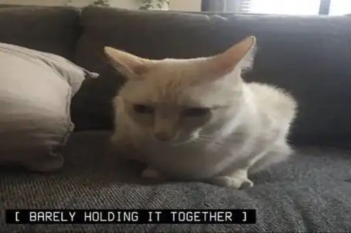 Всратые котята из пинтереста preview