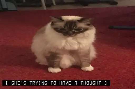 Всратые котята из пинтереста preview