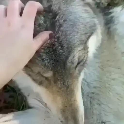 Волки 2 preview