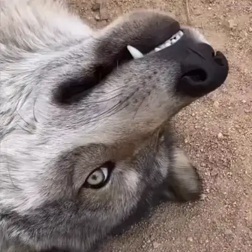 Волки 2 preview