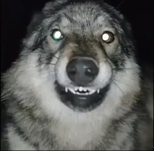 Волки 2 preview