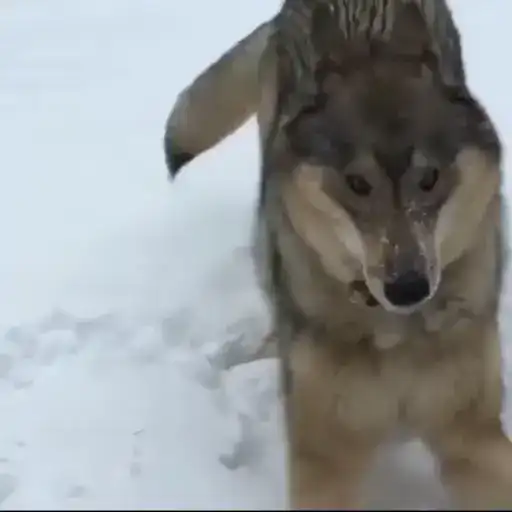 Волки 2 preview