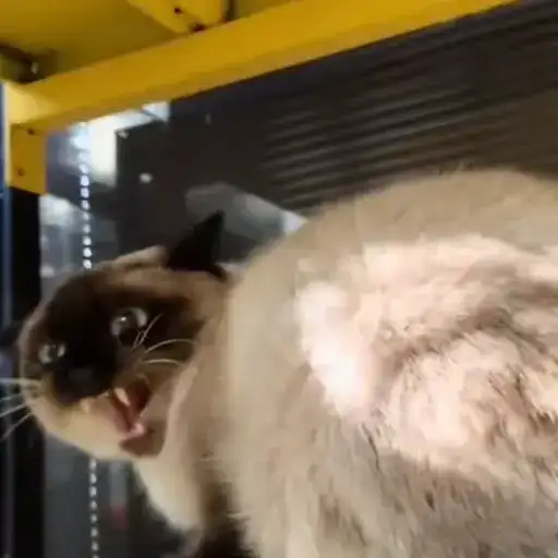 Котейки preview