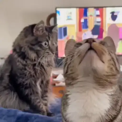 Котейки preview