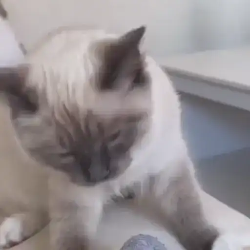 Котейки preview