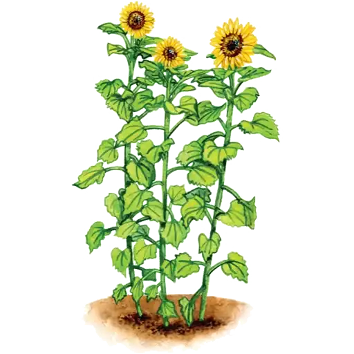 Sticker 🌻