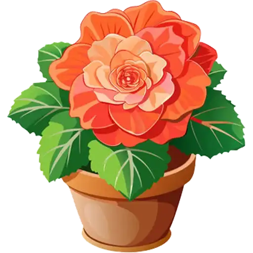 House Plants preview