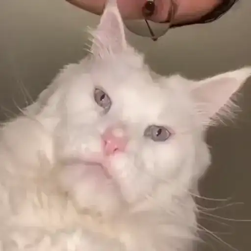 Коты мемы preview