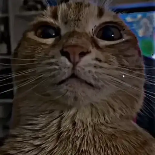 Коты мемы preview