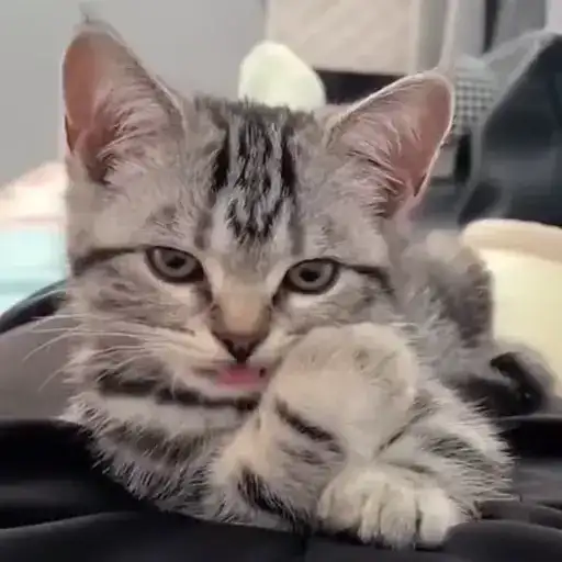 Коты мемы preview