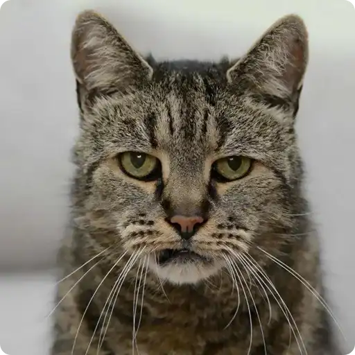 Слыш пёс preview