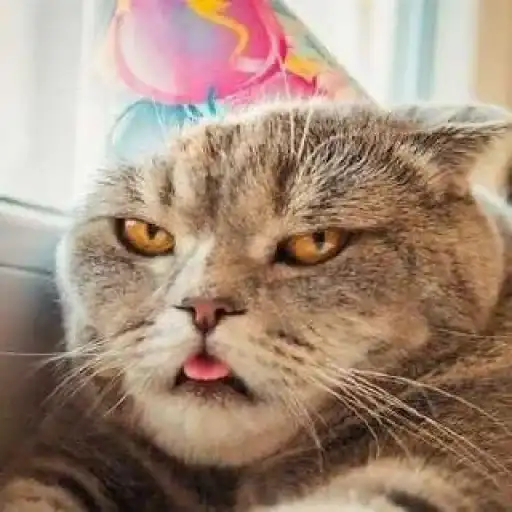 Слыш пёс preview