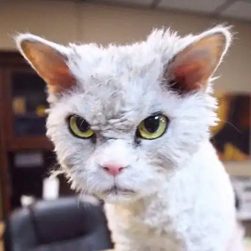 Слыш пёс preview