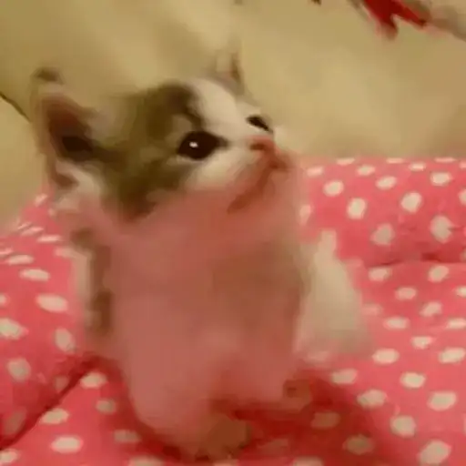 Sticker 🤸‍♂️