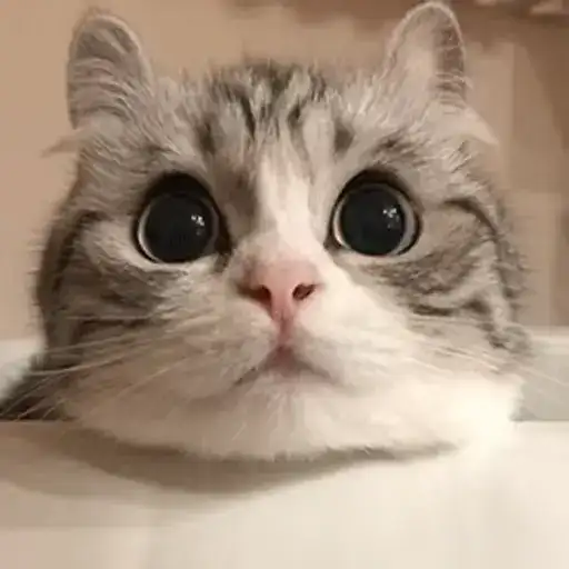 Котейки Автор preview