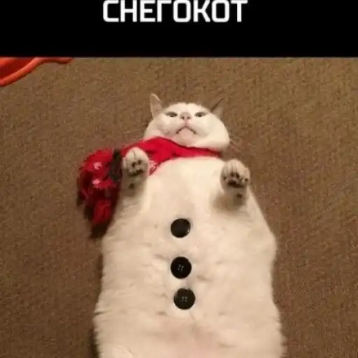 Нг котики♡ preview