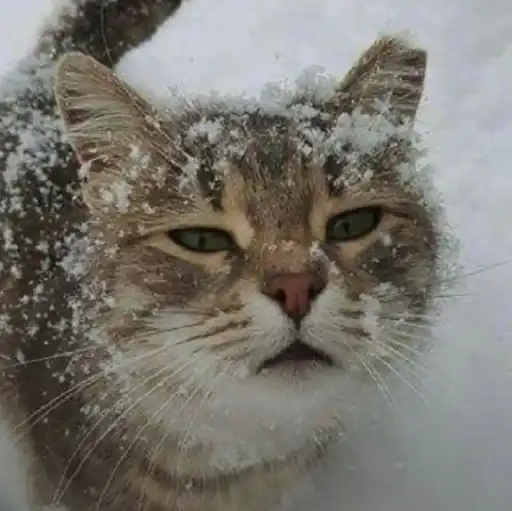 Нг котики♡ preview