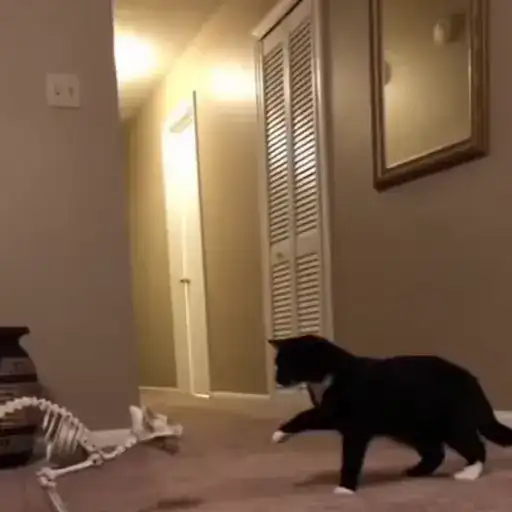 Милые животные preview