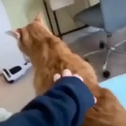 Милые животные preview