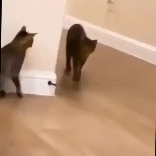 Милые животные preview