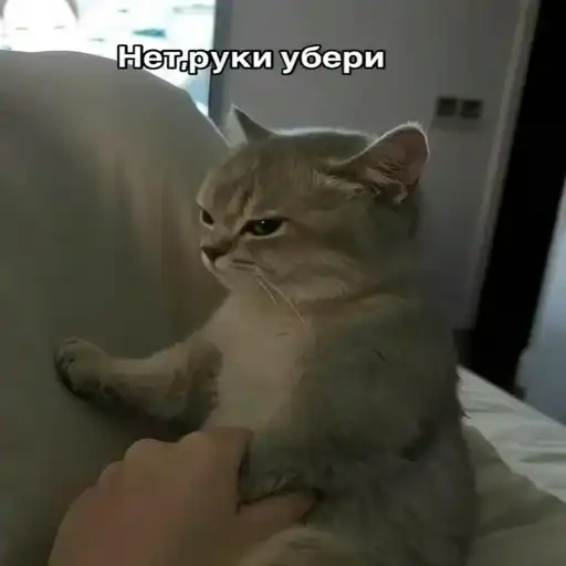 НАШ ЧАТ preview