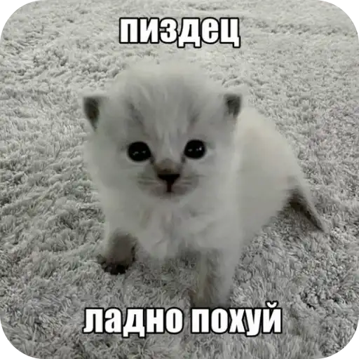 Sticker 🐱