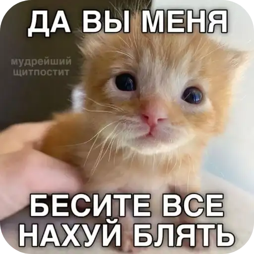 Sticker 🐱