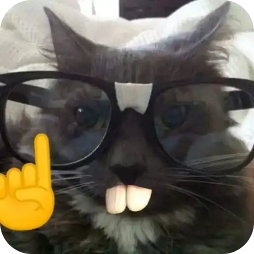 Sticker 🐱