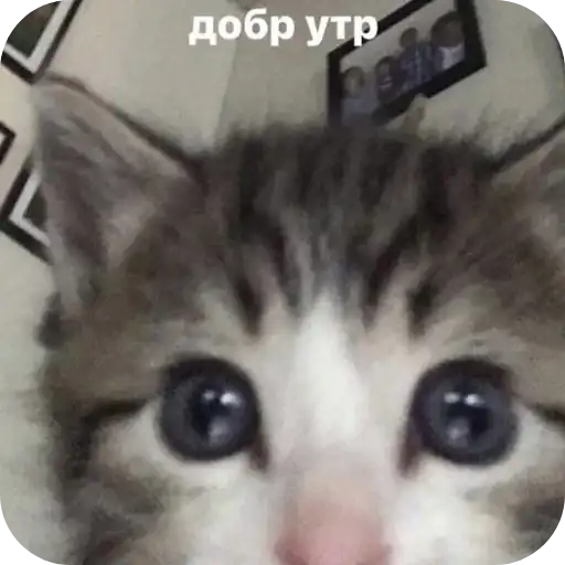 Sticker 🐱