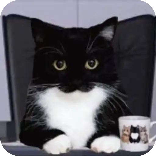 Sticker 🐱