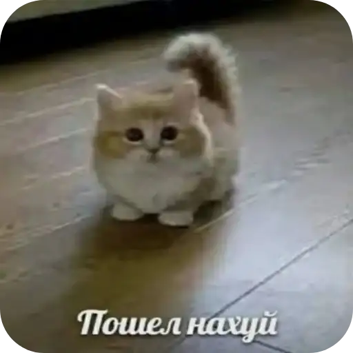 Sticker 🐱