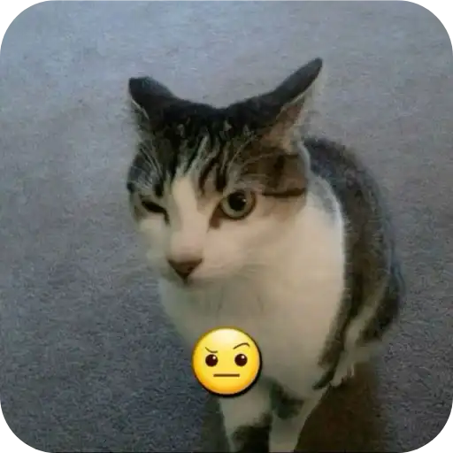 Sticker 🐱
