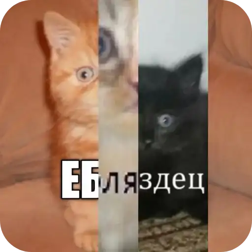 Sticker 🐱