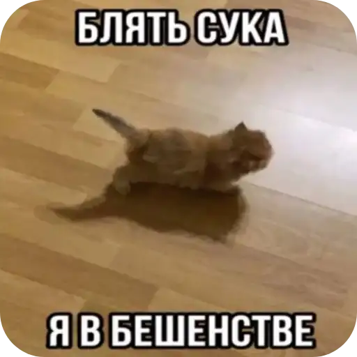 Sticker 🐱