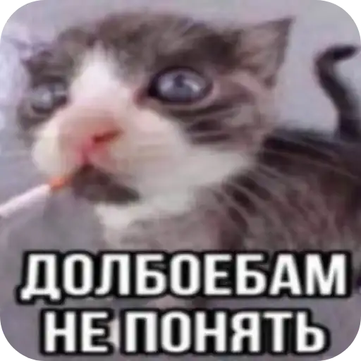 Sticker 🐱