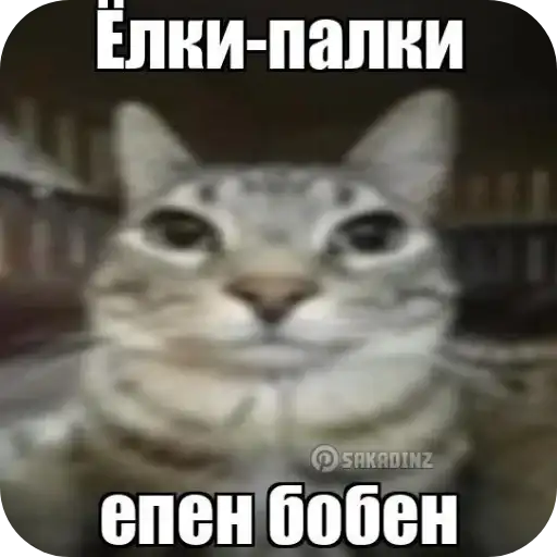 Sticker 🐱